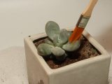 7pcs Succulent Transplanting Miniature Fairy Garden Planting Gardening Hand Tools Set
