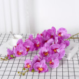 9 Phalaenopsis flowers are placed in the decoration flower room of the simulated green plant wedding hall