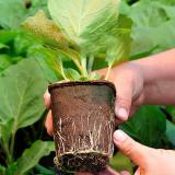 Organic Biodegradable Eco-Friendly Fiber Plant Peat Pot For Flower Vegetable Paper Pot Plant Nursery Cup Home Cultivation