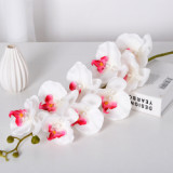 9 Phalaenopsis flowers are placed in the decoration flower room of the simulated green plant wedding hall