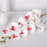 9 Phalaenopsis flowers are placed in the decoration flower room of the simulated green plant wedding hall