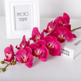 9 Phalaenopsis flowers are placed in the decoration flower room of the simulated green plant wedding hall