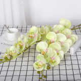 9 Phalaenopsis flowers are placed in the decoration flower room of the simulated green plant wedding hall