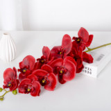 9 Phalaenopsis flowers are placed in the decoration flower room of the simulated green plant wedding hall