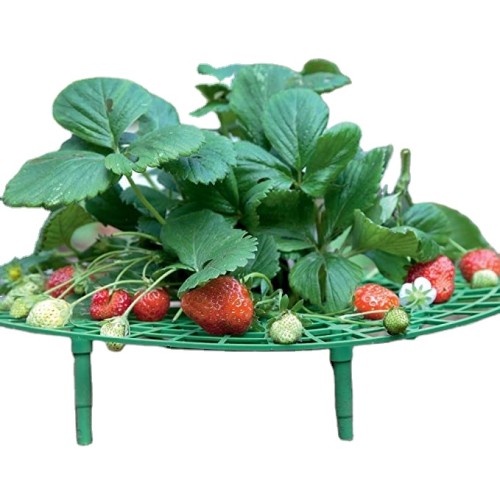 Strawberry Supports Keeping Fruit Elevated to Avoid Ground Rot With Tray