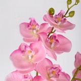 9 Phalaenopsis flowers are placed in the decoration flower room of the simulated green plant wedding hall