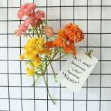 2021Rice fruit succulent plant plant wall family decoration wedding simulation flower 6 large cauliflower