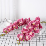 9 Phalaenopsis flowers are placed in the decoration flower room of the simulated green plant wedding hall