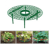 Strawberry Supports Keeping Fruit Elevated to Avoid Ground Rot With Tray