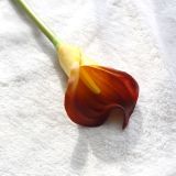 Manufacturer wholesale simulation flower hand holding flower foreign trade family decoration wedding long branch Calla