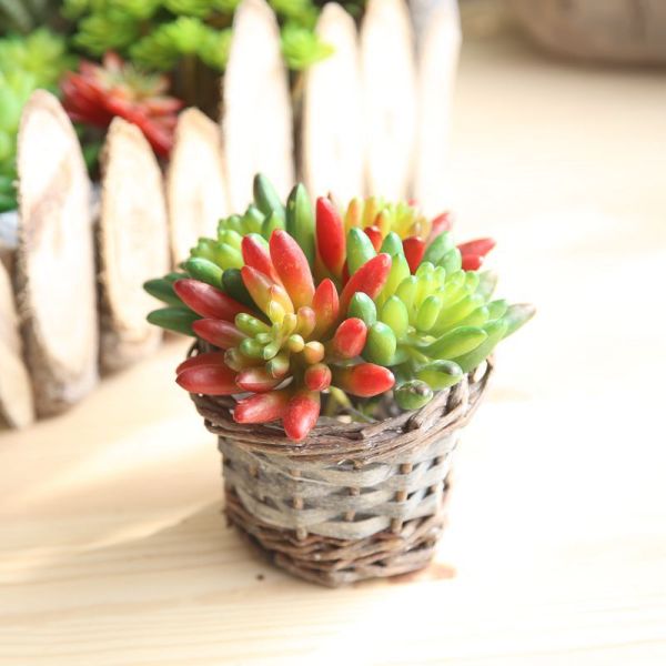 2021Indoor green plant wall simulation flower micro landscape multi meat green plant pepper fruit