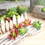2021Indoor green plant wall simulation flower micro landscape multi meat green plant pepper fruit