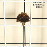 Natural pine nut dry flower cotton lotus simulation flower family decoration wedding hand held flower wall plant wall
