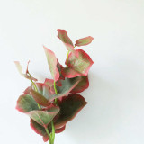 Manufacturer wholesale indoor green plant wall artificial flower micro landscape fleshy single fork butterfly leaf