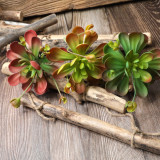 Simulated flower fleshy plant wedding family background flower wall photography green plant cross border Blue Lotus