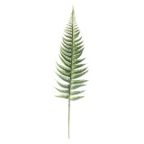 2021Fern Leaf Turtle back leaf simulation flower manufacturer family decoration wedding plant scattered tail sunflower