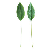 Decoration crafts cross border white palm leaf simulation flower factory family made flowers and green plants wholesale wedding