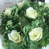 Cabbage imitation flower manufacturer family decoration wedding holding flower wall plant wall olive vegetable