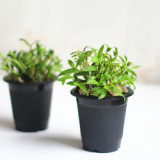 Custom Wholesale Outdoor Plants Pots Garden Decoration Plastic Plantpot For Plants Flower