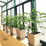 Special offer Castle Peak Root Control Rose Pot Plastic Square Flower Pot Wire Gallon Pot Breathable Root