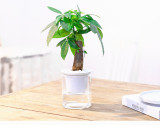 Lazy Automatic Water-absorbing Flower Pot Transparent Plastic Hydroponic Flower Pot Creative Resin Succulent Plant Pot
