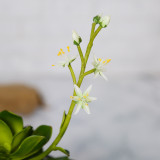 2021Wholesale indoor green flower ornaments swallow palm meat simulation flower