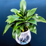 Transparent Plastic Lazy Flower Pot Creative Simple Automatic Water Absorption Flower Pot Succulent Flower Pot