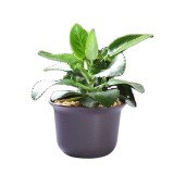 Plastic Planter Garden Pots Brown Set Of 10 Seeding Nursery Planter Pot With Drainage And Tray For Flowers Herbs African