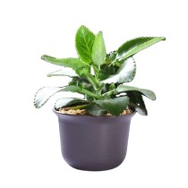 Plastic Planter Garden Pots Brown Set Of 10 Seeding Nursery Planter Pot With Drainage And Tray For Flowers Herbs African