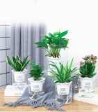 Lazy Automatic Water-absorbing Flower Pot Transparent Plastic Hydroponic Flower Pot Creative Resin Succulent Plant Pot