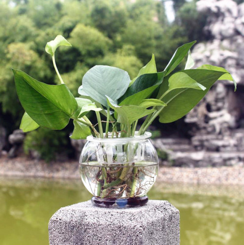 Transparent Plastic Flower Pots Hydroponic Plants Hydroponic Aquarium Living Room Home Gardening Home Decor Flower Pots