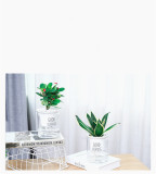 Lazy Automatic Water-absorbing Flower Pot Transparent Plastic Hydroponic Flower Pot Creative Resin Succulent Plant Pot