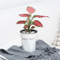 Wholesale Plastic Indoor And Outdoor Flowerpots Office Tables Succulent Hydroponics Potted Plants