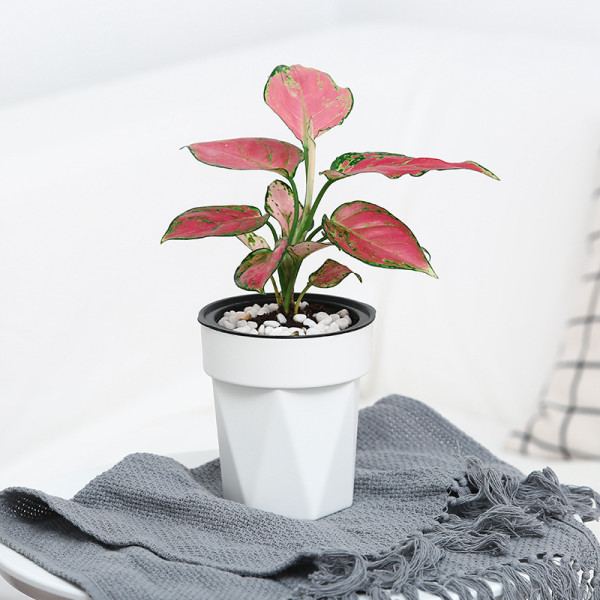 Wholesale Plastic Indoor And Outdoor Flowerpots Office Tables Succulent Hydroponics Potted Plants