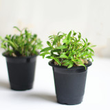 wholesale Root Control Black  Watering Resin Flowerpot Creative  Personality Plastic planter flowerpot