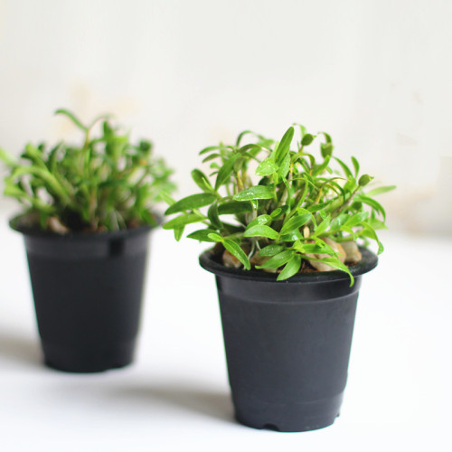 wholesale Root Control Black  Watering Resin Flowerpot Creative  Personality Plastic planter flowerpot