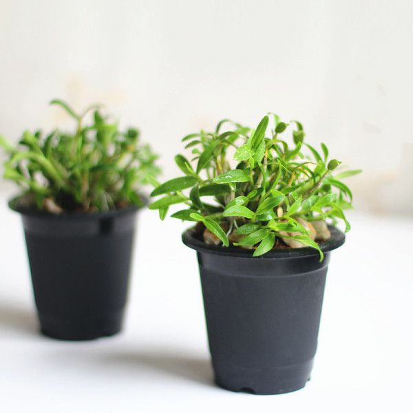 wholesale Root Control Black  Watering Resin Flowerpot Creative  Personality Plastic planter flowerpot