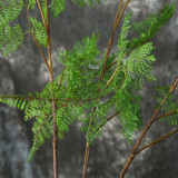 2021Factory direct home interior decoration simulation green plant new 5 piece asparagus