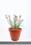 Plastic Flowerpot Household Potted Green Radish Succulent Geranium Hydrangea Planting Pot Large And Small Set Of Pots