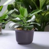 Plastic Planter Garden Pots Brown Set Of 10 Seeding Nursery Planter Pot With Drainage And Tray For Flowers Herbs African