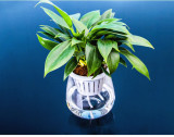 Transparent Plastic Lazy Flower Pot Creative Simple Automatic Water Absorption Flower Pot Succulent Flower Pot