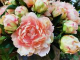 2021Soft decoration flower home living room bedroom desktop decoration simulation Peony
