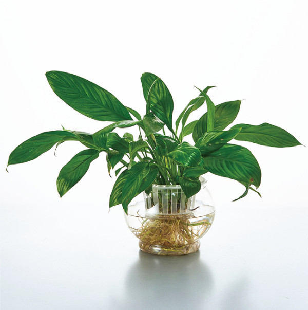 Transparent Plastic Flower Pots Hydroponic Plants Hydroponic Aquarium Living Room Home Gardening Home Decor Flower Pots