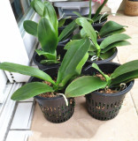 Plastic Pots Chlorophytum Phalaenopsis Net Pots Porous Flower Pots Breathable Hydroponic Cultivation Basket Planting Basket