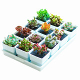 Succulentplats Flowerpots Plastic Creative Flowerpot Tray Combination Resin Flowerpot Wholesale