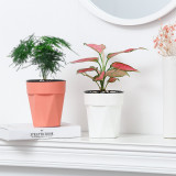 Wholesale High Quality Cheap Garden Decoration Plastic Succulent Round Flowerpot Outdoor