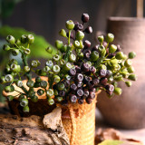 2021Coral Fruit Berry Nordic home decoration simulation single branch water Weng fruit