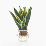 Transparent Plastic Flower Pots Hydroponic Plants Hydroponic Aquarium Living Room Home Gardening Home Decor Flower Pots