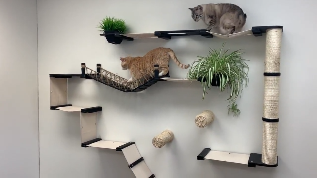 cat hammock with stand