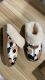 Cow Print Wholesale Slides #UG